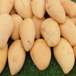 ข้าวเหนียวมะม่วง เจ๊เตียง ปากน้ำปราณบุรี