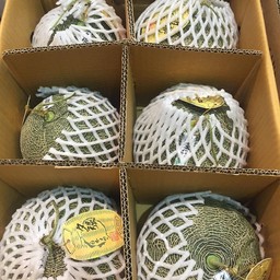 เมล่อนสทบพันธุ์ญี่ปุ่นยูบาริ