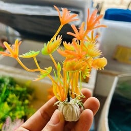 ต้นไม้เล็ก-ส้ม
