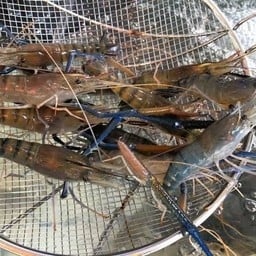 กุ้งเผาโคตรฉ่ำ 8 กุ้งเผาโคตรฉ่ำ 8 สาขา 2 เลขที่ 140/4 หมู่ 16 ถนนมะลิวัลย์ ต.บ้านเป็ด อ.เมือง จ.ขอนแก่น