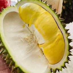 ทุเรียนหมอนทองระยอง(อ่อนนุช พัฒนาการ)
