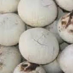 น้ำมะพร้าวนมสด