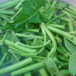 ผักบุ้งดิบ