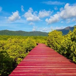 ป่าชายเลนสลักเพชร สะพานแดง