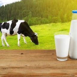 นมสดร้อน (นมวัวแท้)