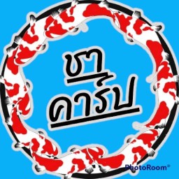 ตี่ใหญ่ข้าวต้มกุ้ยกับข้าวตามสั่ง ตรัง