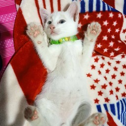 ยกล้อมาปิ้งปัง