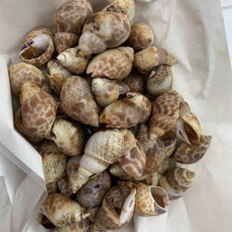 หอยหวาน