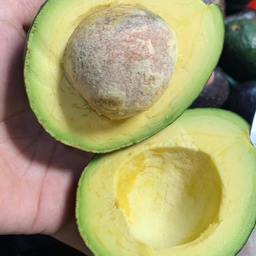 อโวคาโดพันธุ์พื้นเมือง