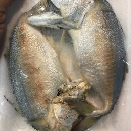 ปลาทูนึึ่งแม่กลอง