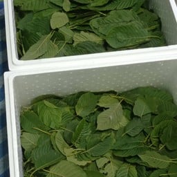 ร่มเกล้า