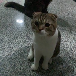 3 เหมียวหมาล่า โรงโป๊ะ ซอย 27/2