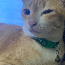 น้องมะม่อน