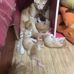 แม่มอคค่า