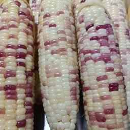 ข้าวโพดเหนียวต้มสุก (พันธุ์ทับทิม)