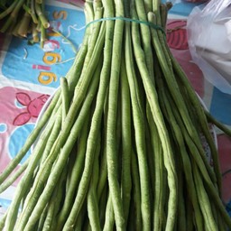 ถั่วฝักยาว