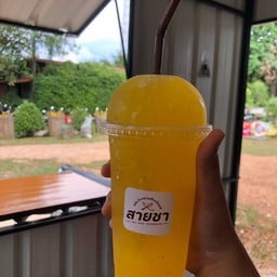 สายชา Saiicha