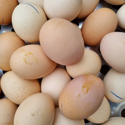 ไข่ข้าว