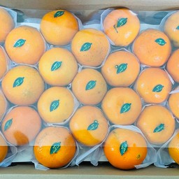 ส้มไต้หวัน 16 ลูก หวานtอร่อย ไซต์ XL