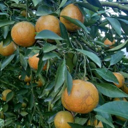 ยินดี ส้มคั้นสด กาดฝรั่ง หางดง