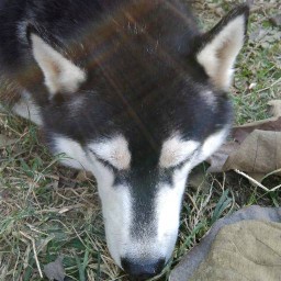 อิไซคาเฟ่