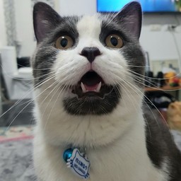 ทิปน้องกะเพรา