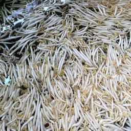 ถั่วงอก