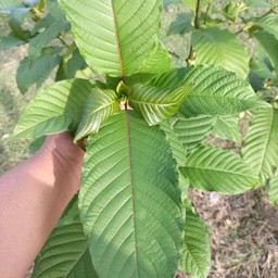 กระเพรา อ้วน..ตามสั่ง🍻🍳 สนง. กฎหมาย