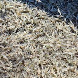 กุ้งฝอย100กรัม