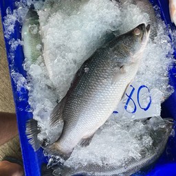 กระพงเป็นๆเผา