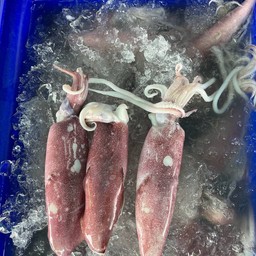 หมึกไข่ ครึ่งโล ย่าง