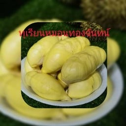 ทุเรียนหมอนทองเมืองจัน (ตลาดหนามแดง)
