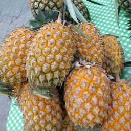 สัปปะรดภูแล