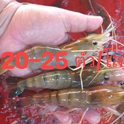 กุ้งเป็นไซส์ L 1โล
