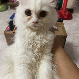 ให้ลีออนอ้อนหน่อย