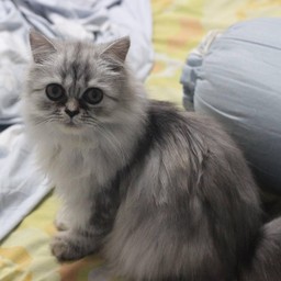 เกาคางน้อนบอนชอน