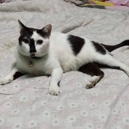 ทิปน้องแมว (น้องเหมียว)