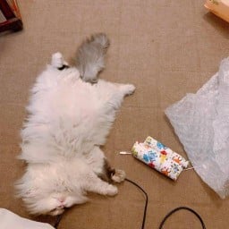โฮะ หมูทอด หมูอบ ลูกชิ้นทิพย์