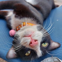 สมทบทุนค่าอาหารและทำหมัน หมา แมว จรจัด