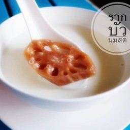 รากบัวนมสด