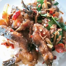 ผัดเผ็ดฉ่าปลาดุกทอดกรอบ(กับข้าว)