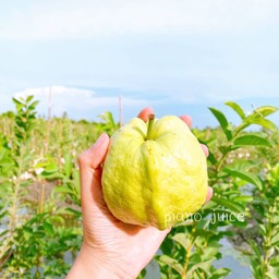 น้ำฝรั่งสกัดเย็น