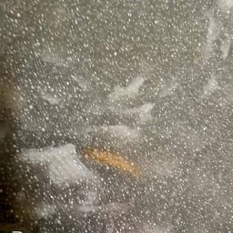 เปียกสาคูมะพร้าวอ่อน