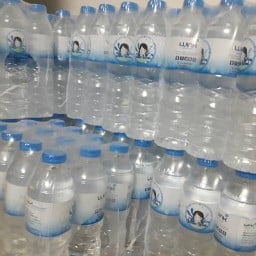 กะเพราปีกไก่ พัฒนาการ