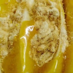 ล้านข้าวกะเพรา สาขาหัวนา-บายพาส