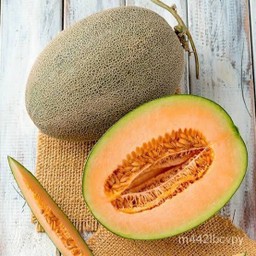 เมล่อนทิเบต