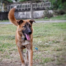 TIPS box ก๋วยเตี๋ยว