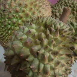 หนูกาญผลไม้ตามฤดูการ เพชรบุรีตัดไห่ม