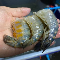 กุ้งนึ่ง (ตัวกุ้ง, เด็ดหัว) ชุดครึ่งโล