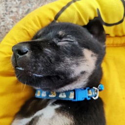 น้องแป๊ปซี่